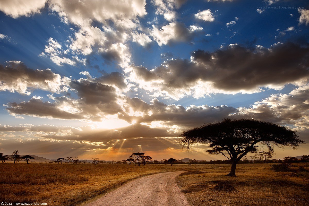 Sunset over African savanna