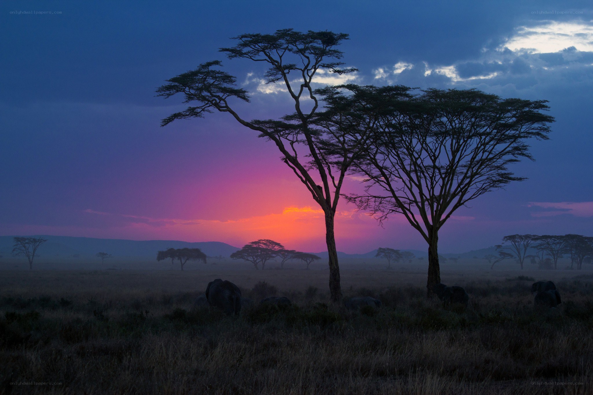 Sunset over African savanna