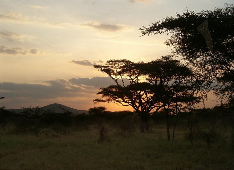 Sunset over African savanna