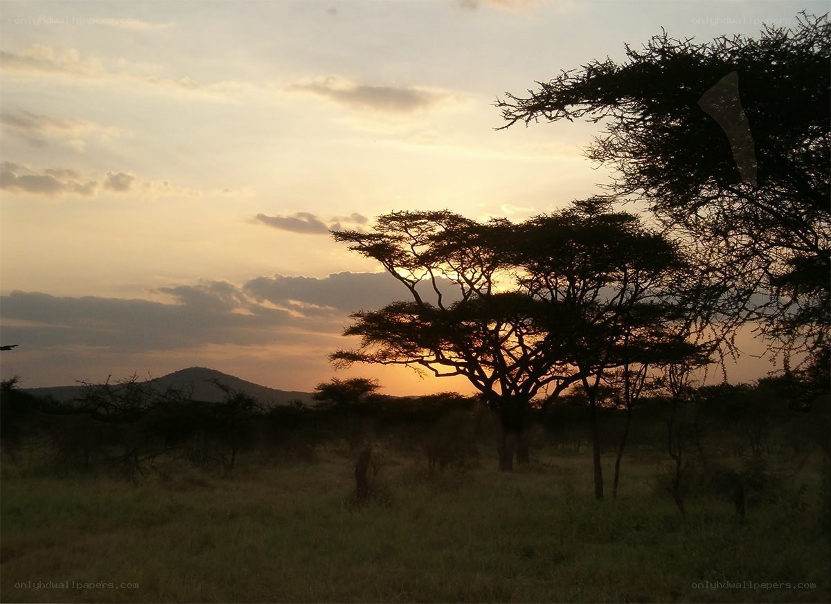Sunset over African savanna