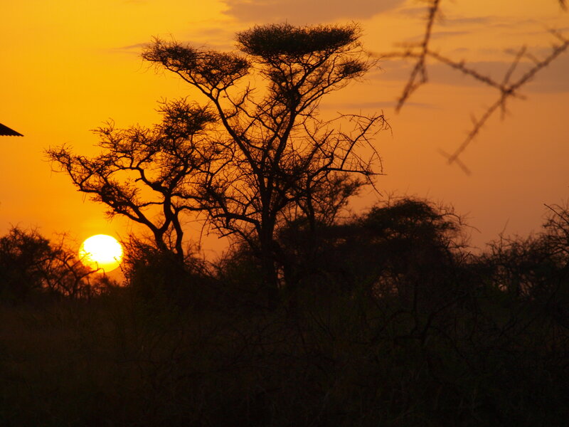 Sunset over African savanna