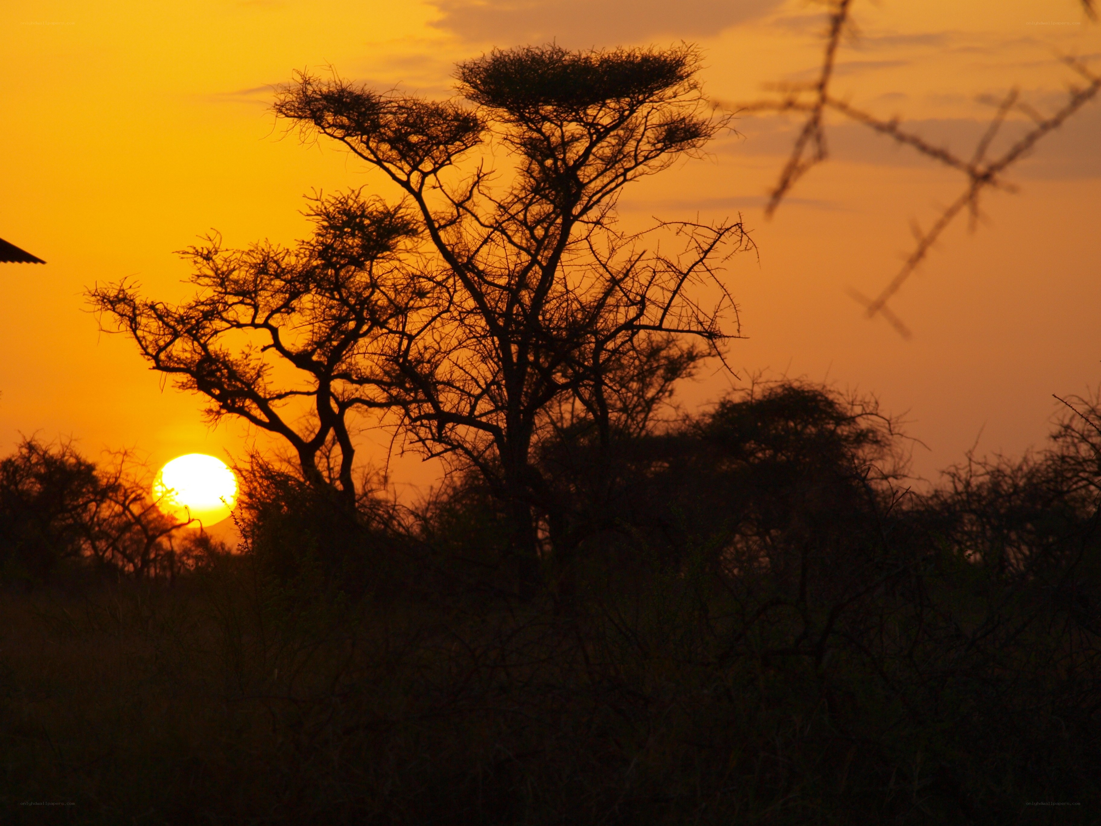 Sunset over African savanna