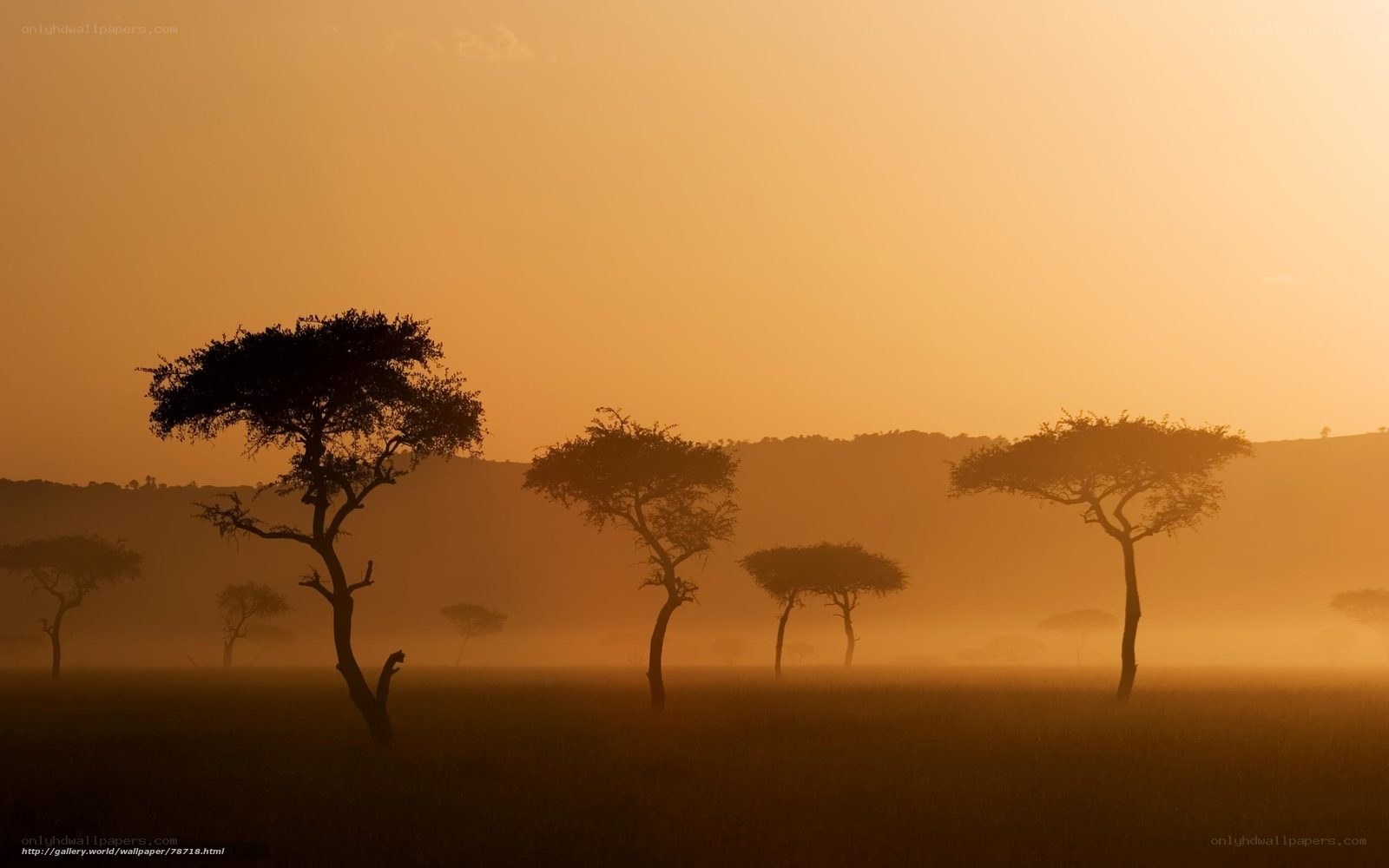 Sunset over African savanna