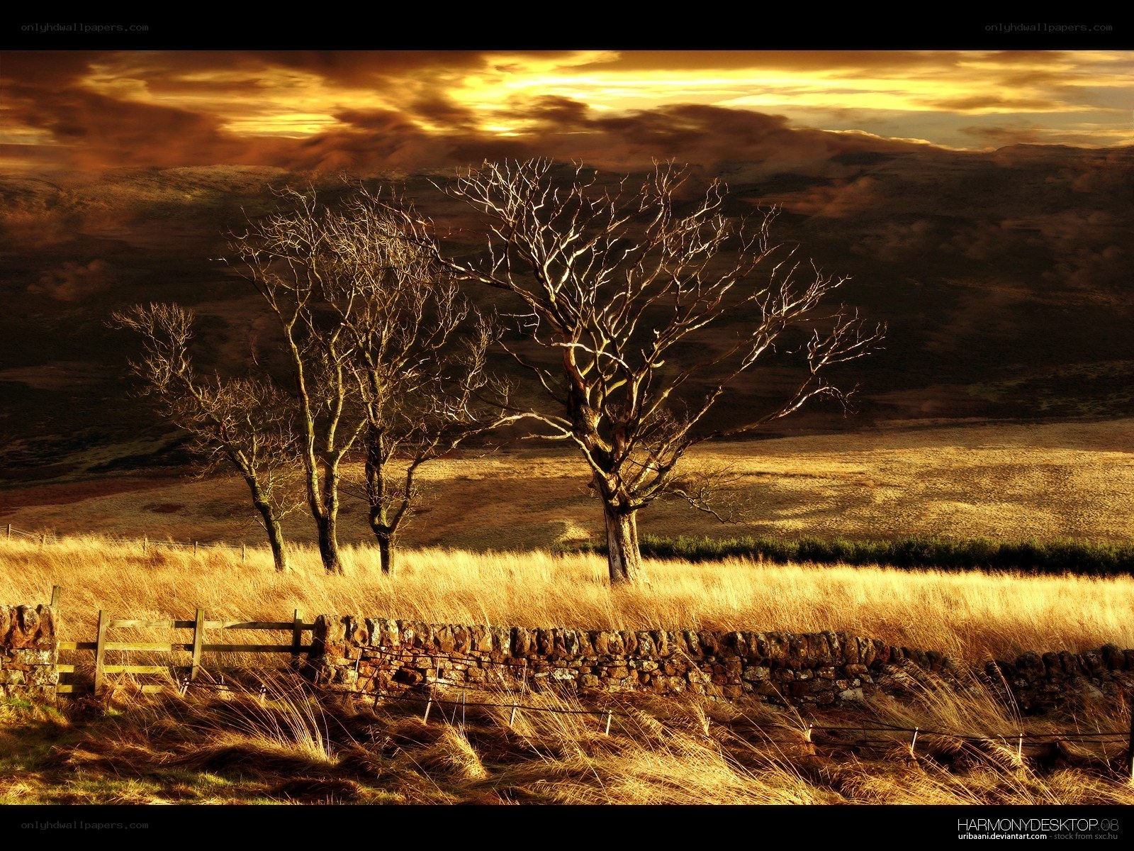 Sunset over bare trees