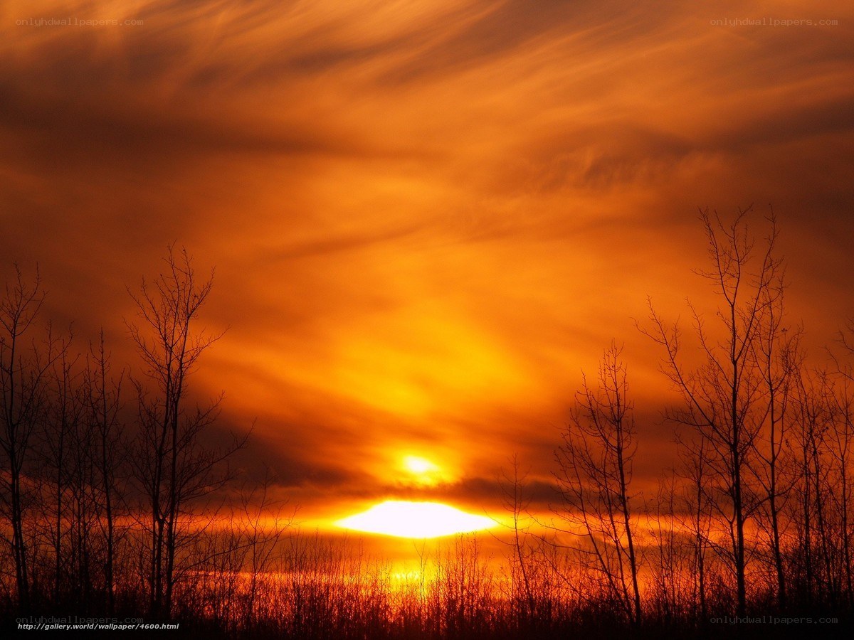 Sunset over bare trees
