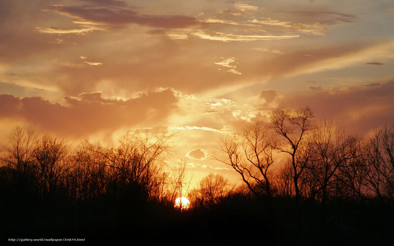Sunset over Bare Trees — Orange, Dramatic, Photograph