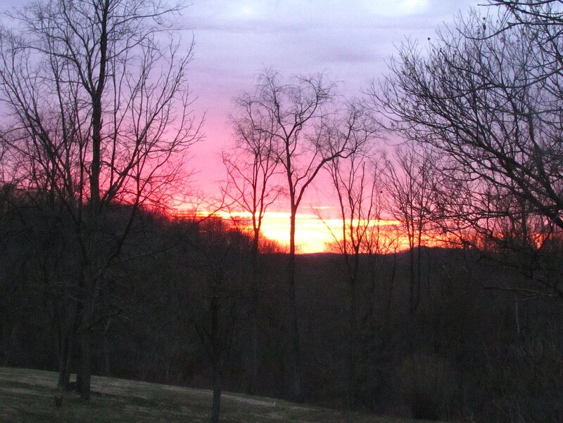 Sunset over Bare Trees — Pink