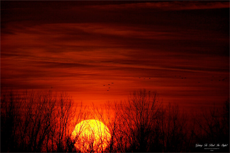 Sunset over Bare Trees — Red
