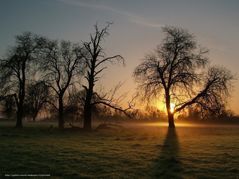 Sunset over bare trees
