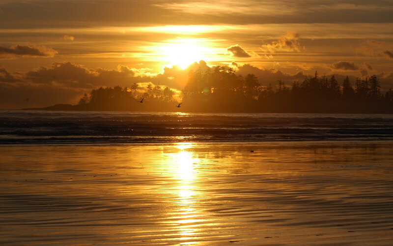 Sunset over Beach — Gold, Serene, Photograph, Ocean, Trees