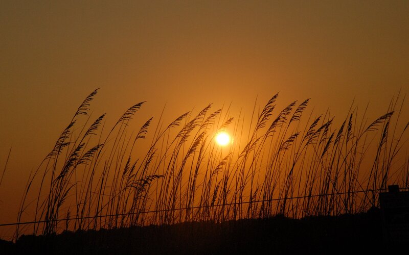 Sunset over beach grass