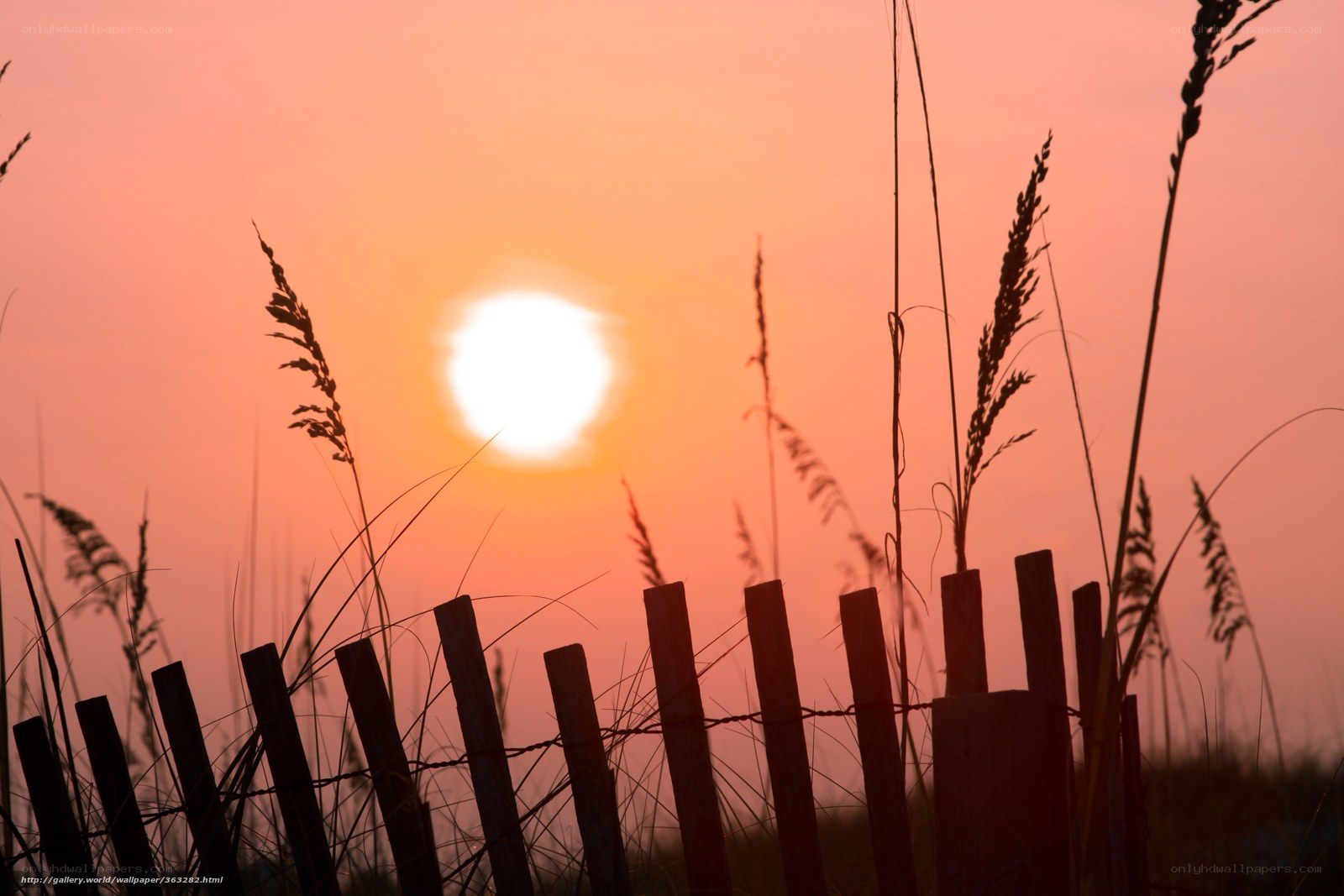 Sunset over beach grass