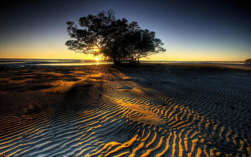 Sunset over beach with tree