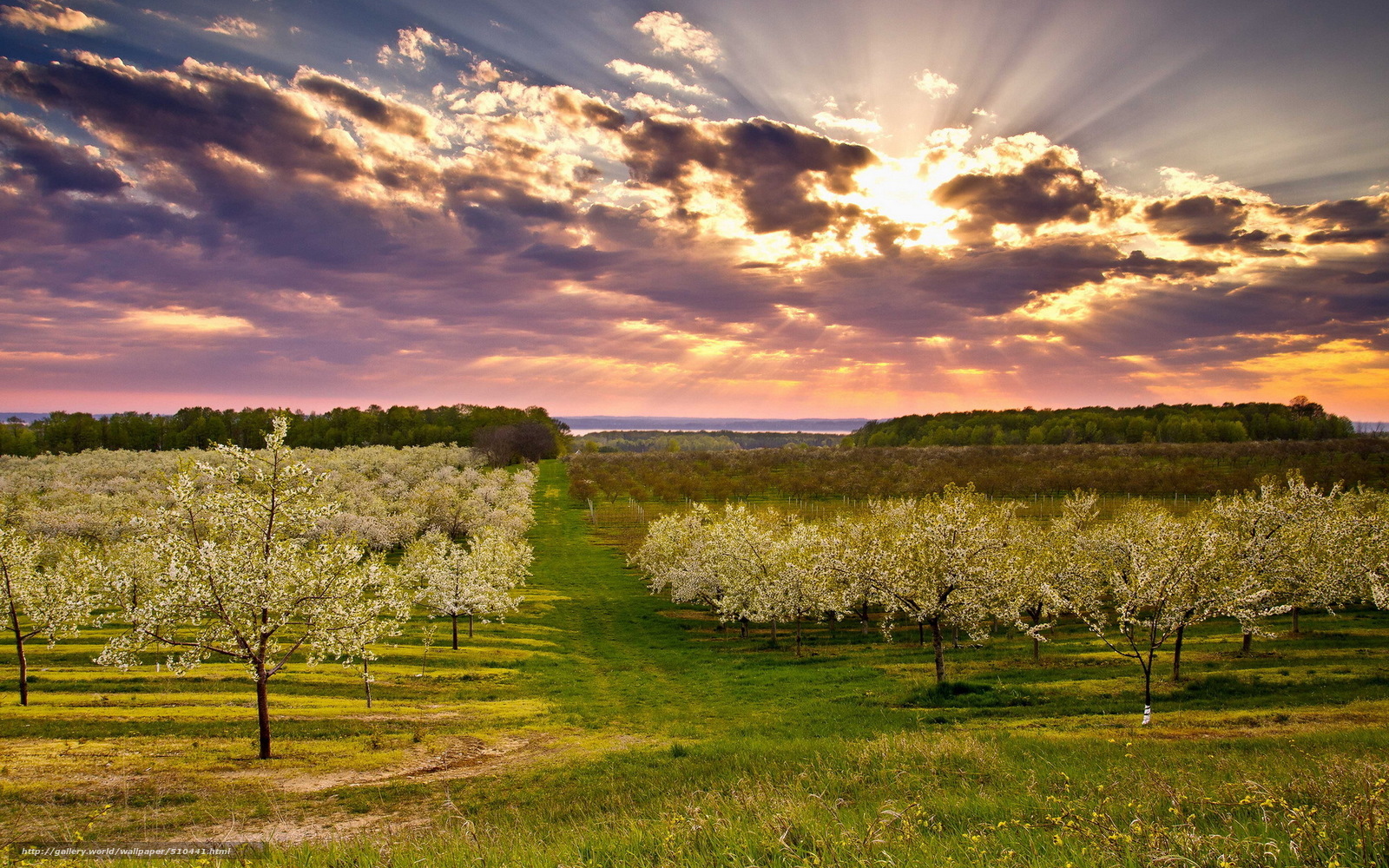 Sunset over blooming orchard