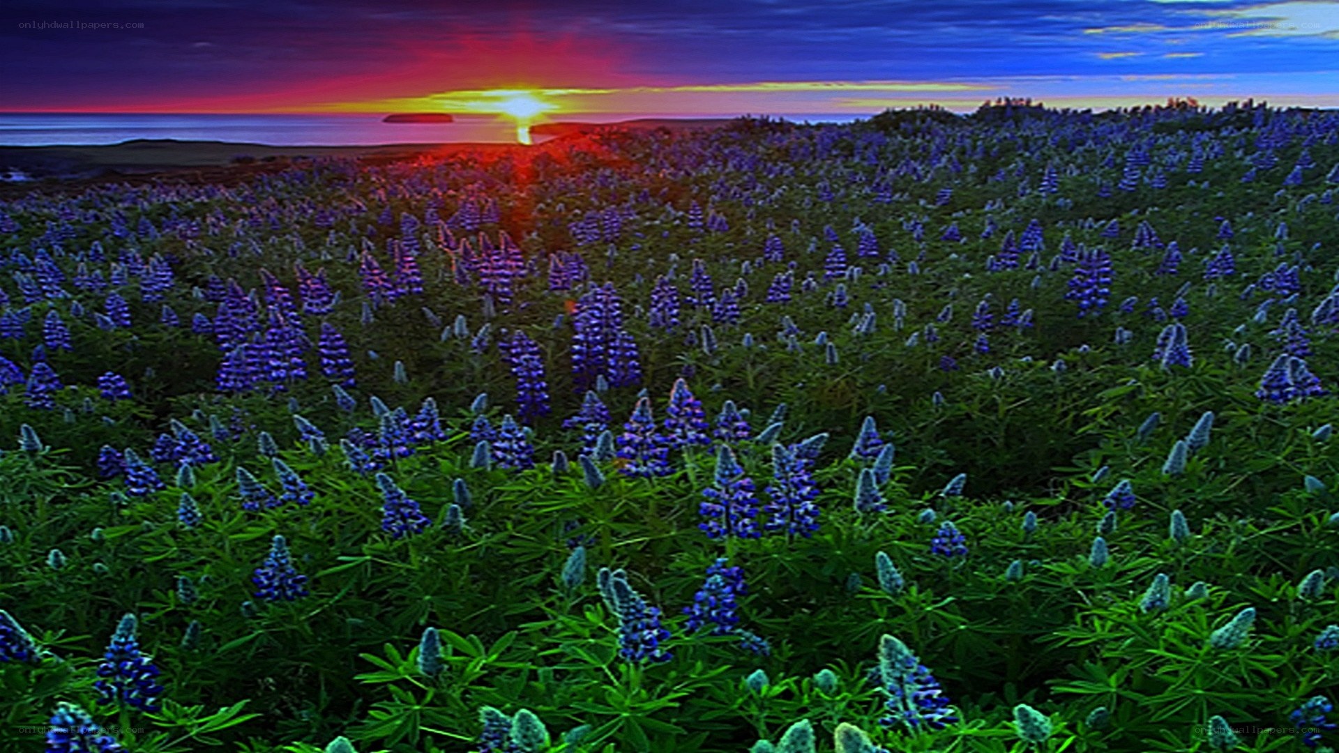 Sunset over blue lupine field