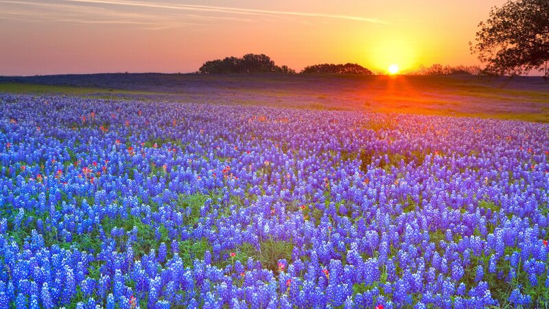 Sunset over bluebonnet field