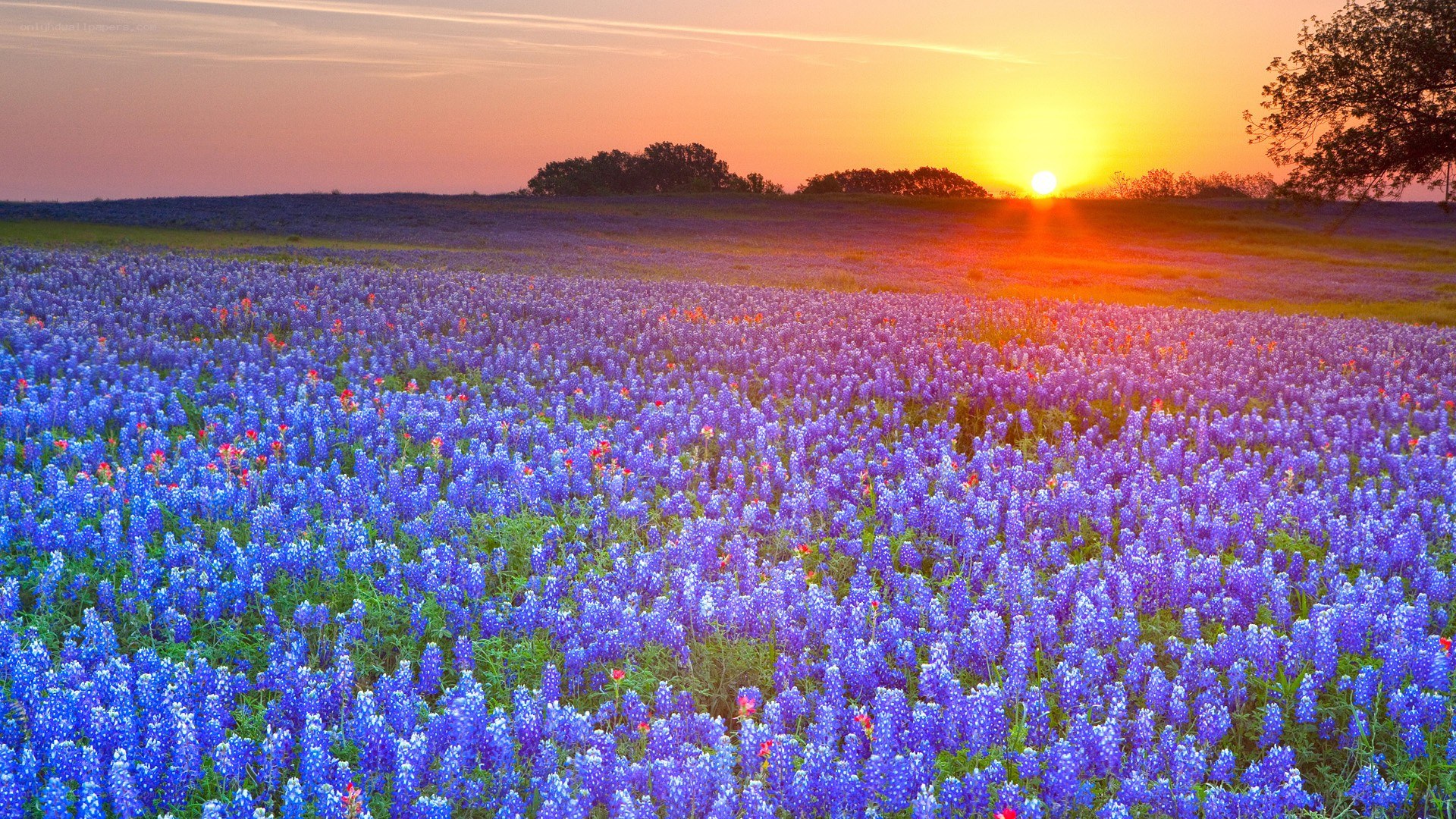 Sunset over bluebonnet field