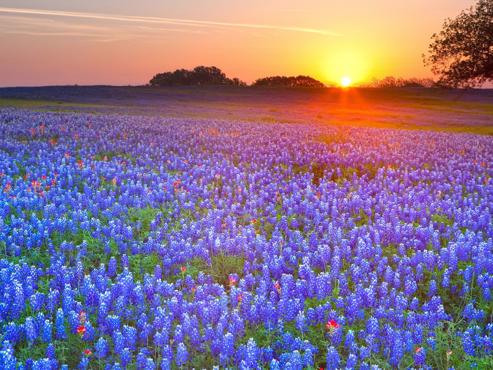 Sunset over bluebonnet field