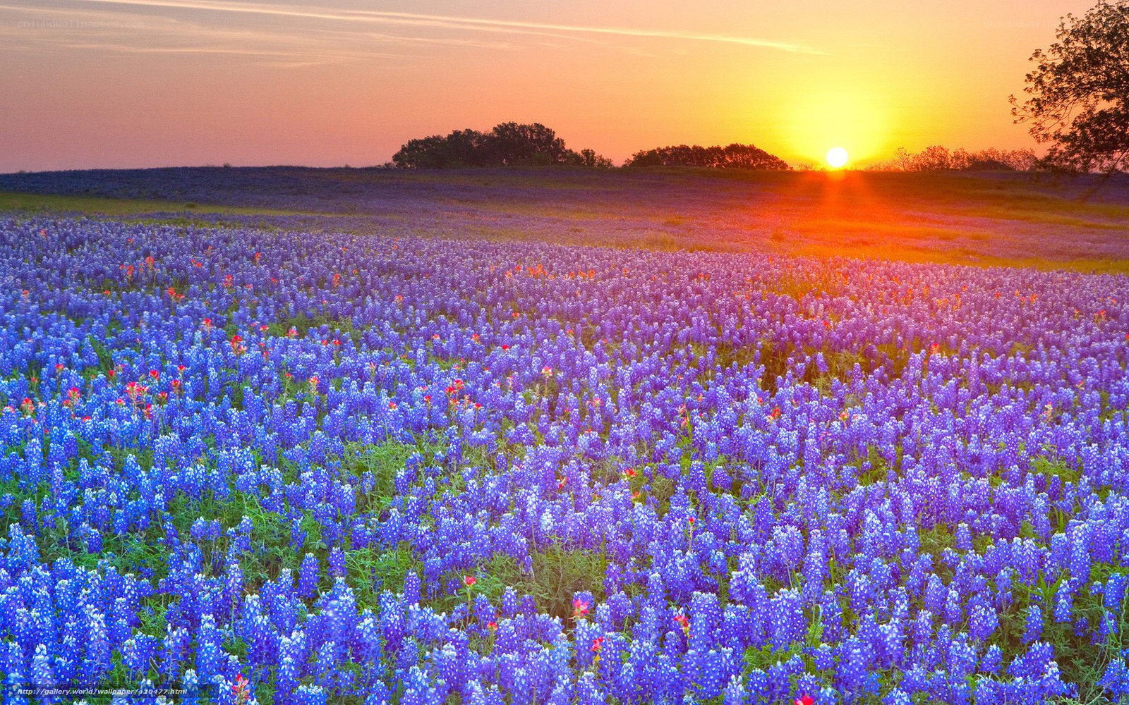 Sunset over bluebonnet field