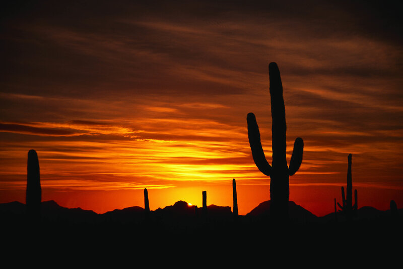 Sunset over cactus landscape
