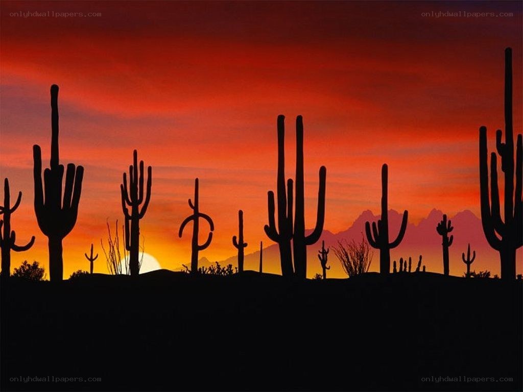 sunset over cactus silhouettes