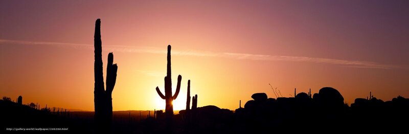Sunset over cactus silhouettes