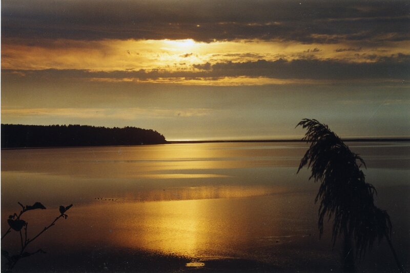Sunset over Calm Water — Gold, Serene, Photograph, Silhouette of Reeds