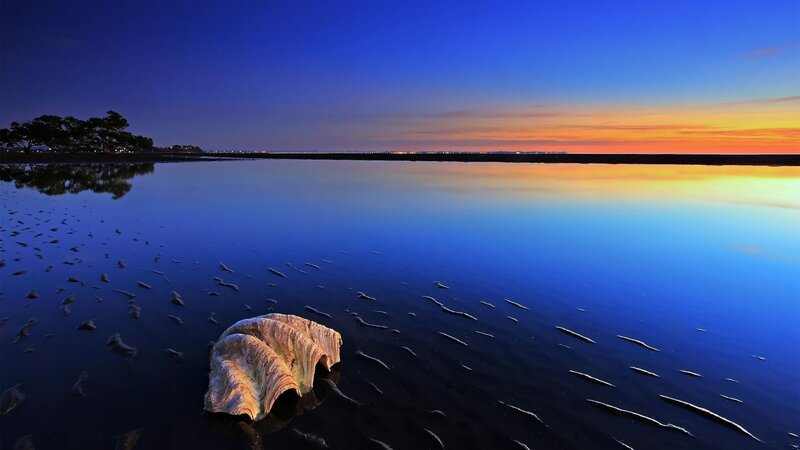 sunset over calm water with shell