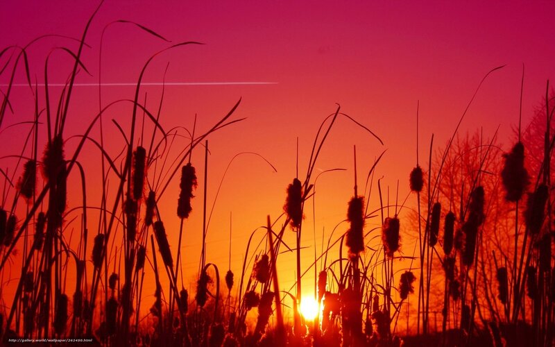Sunset over cattails