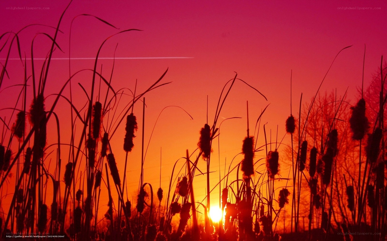 Sunset over cattails