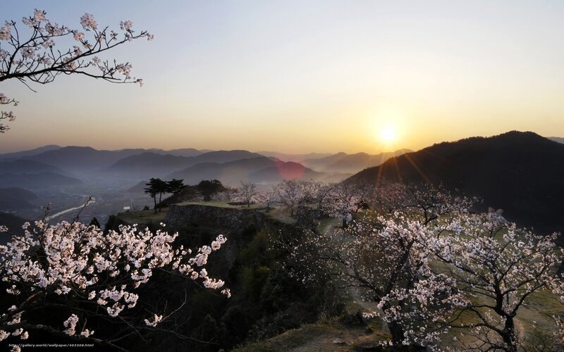 Sunset over cherry blossoms
