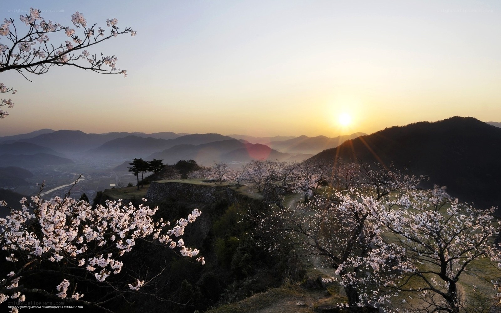 Sunset over cherry blossoms