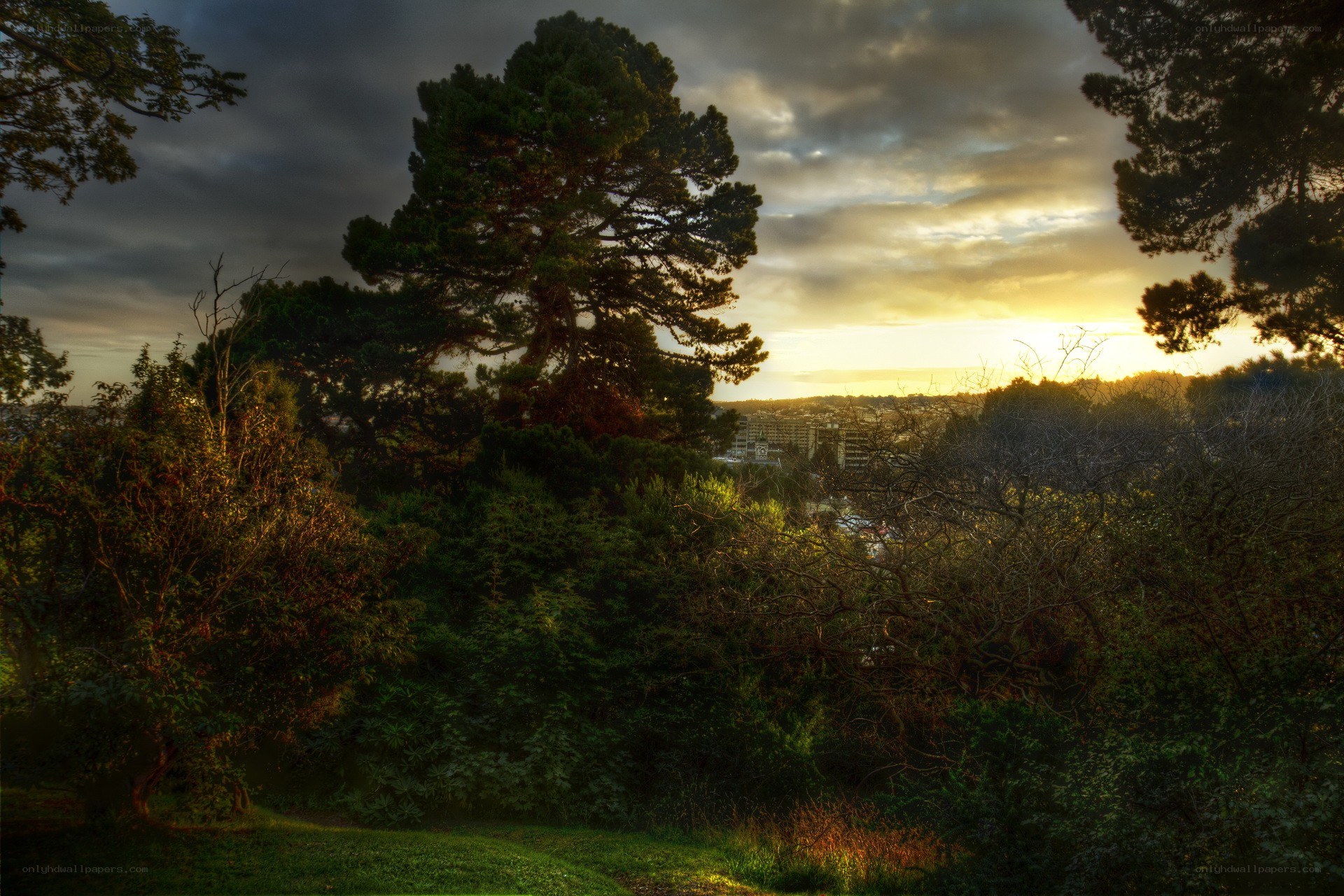 Sunset over city from park