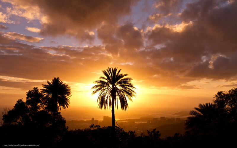 Sunset over city with palm trees