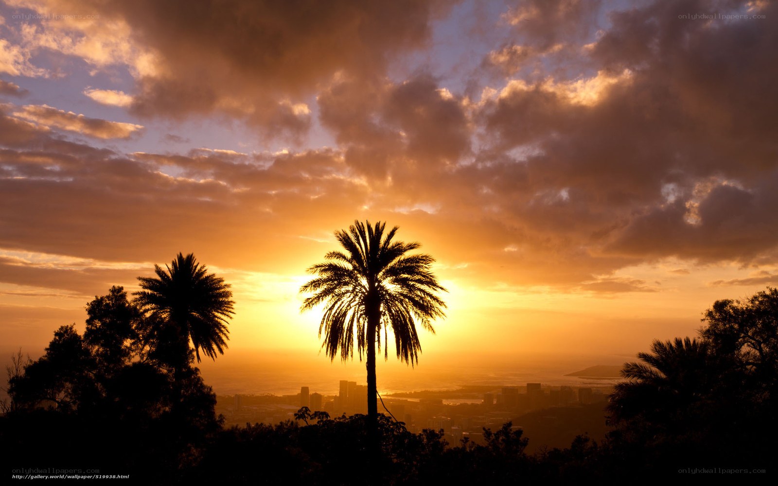 Sunset over city with palm trees
