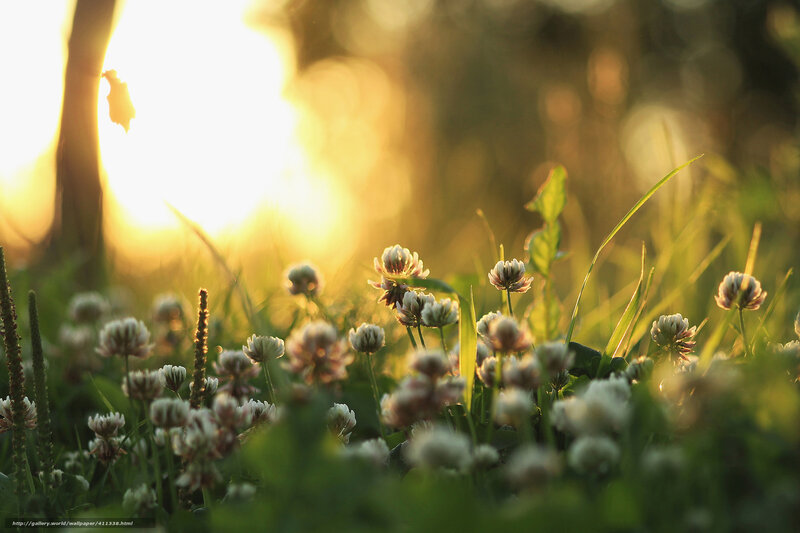 Sunset over clover field