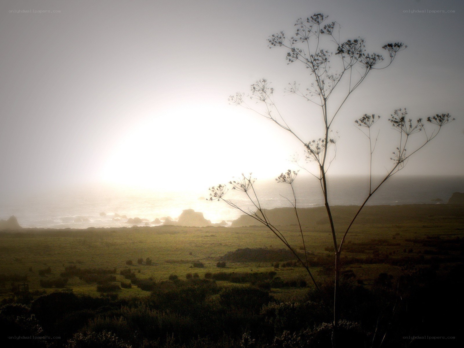 Sunset over coastal field