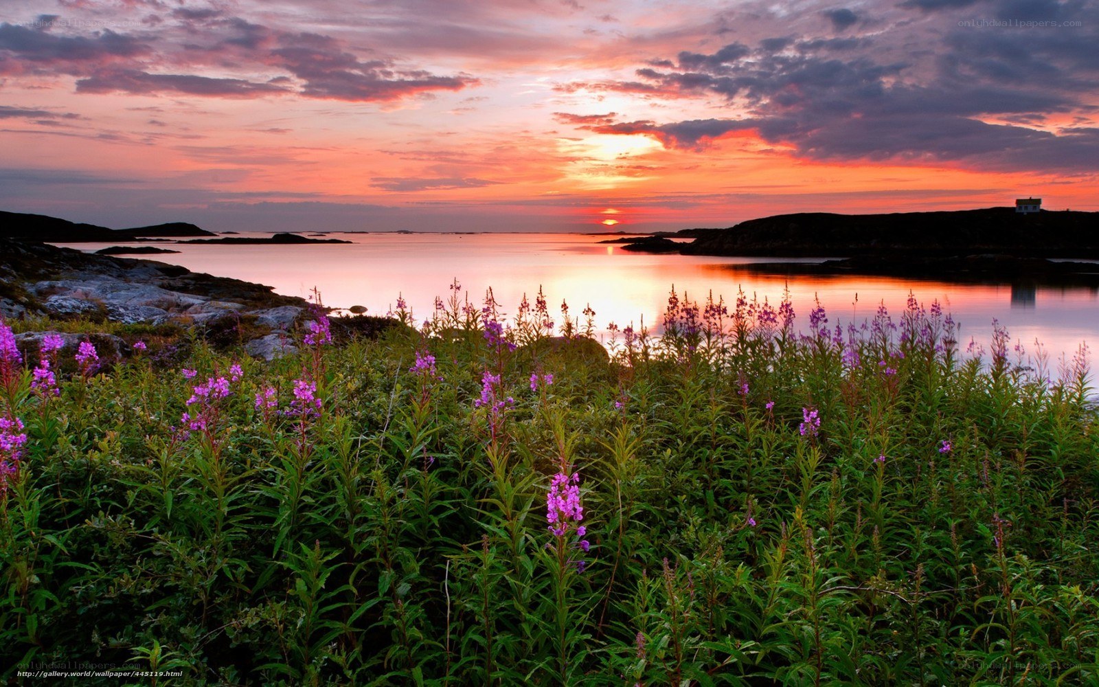 Sunset over coastal flowers