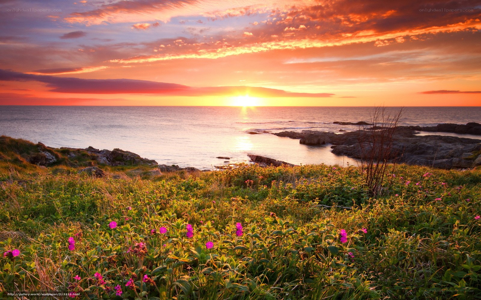 Sunset over coastal flowers