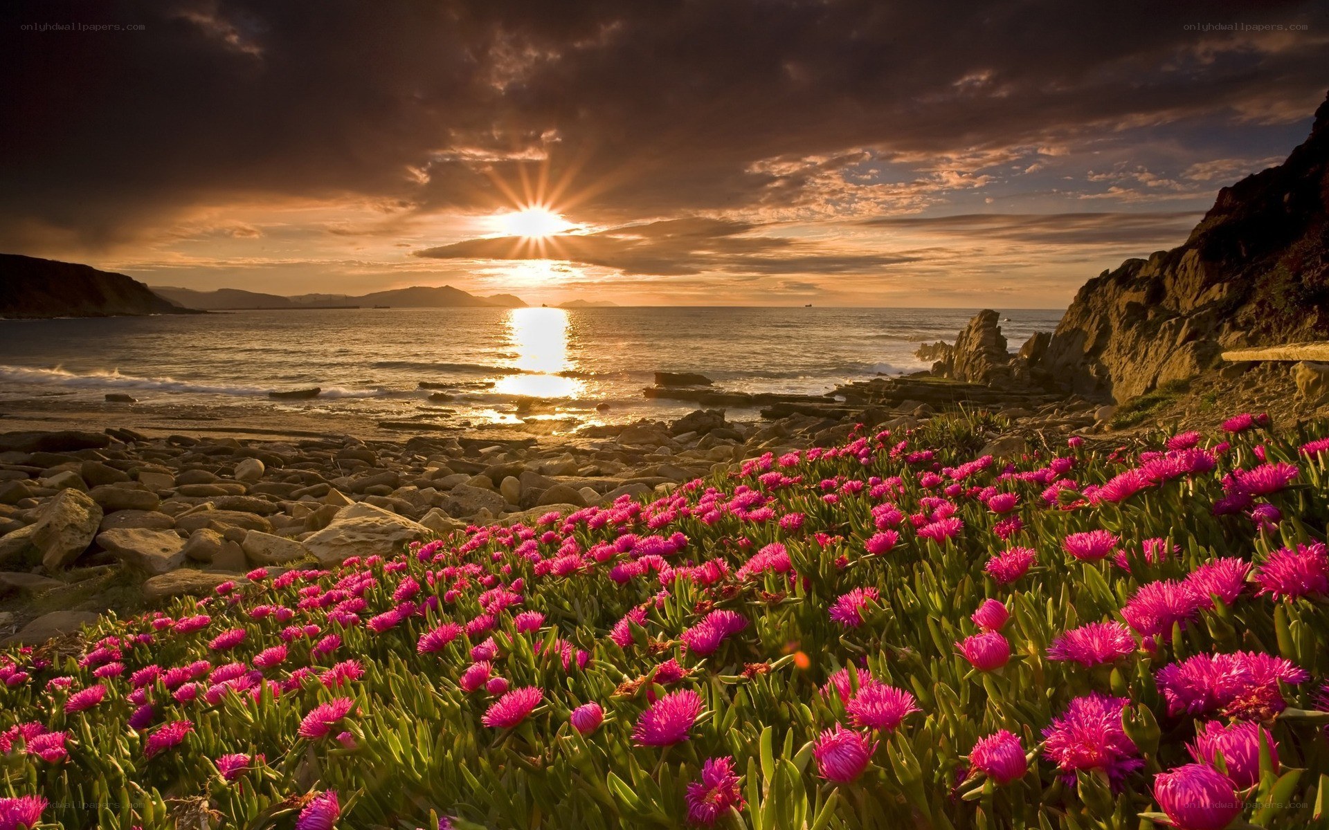 Sunset over coastal flowers