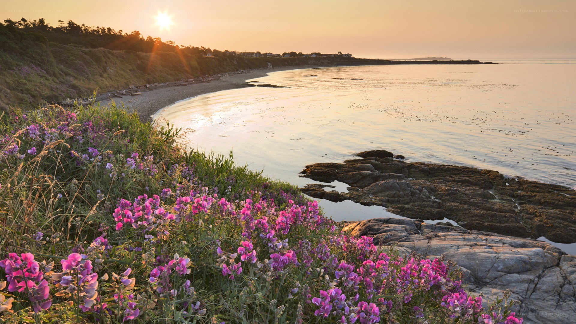 Sunset over coastal flowers