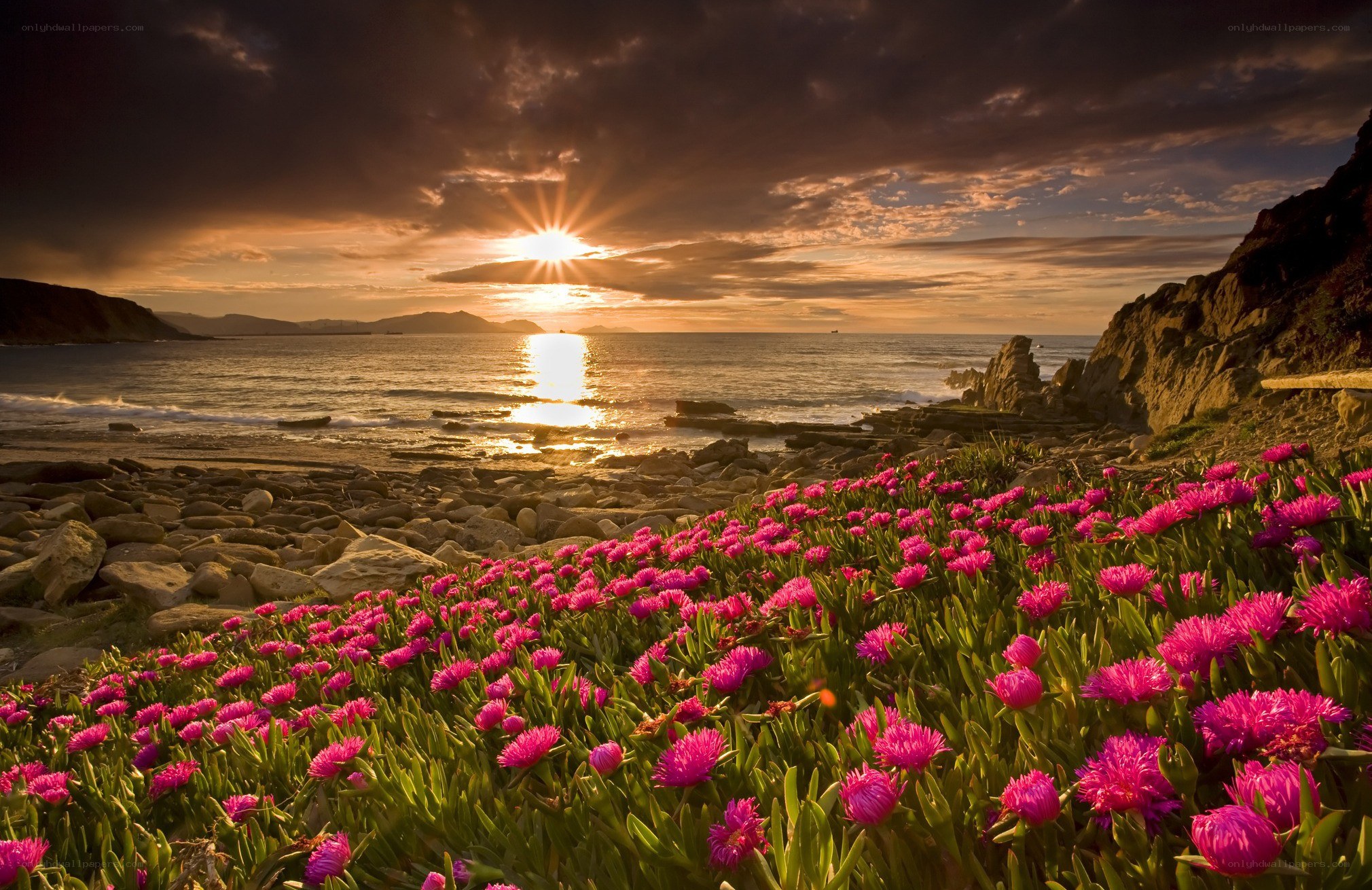 Sunset over coastal flowers