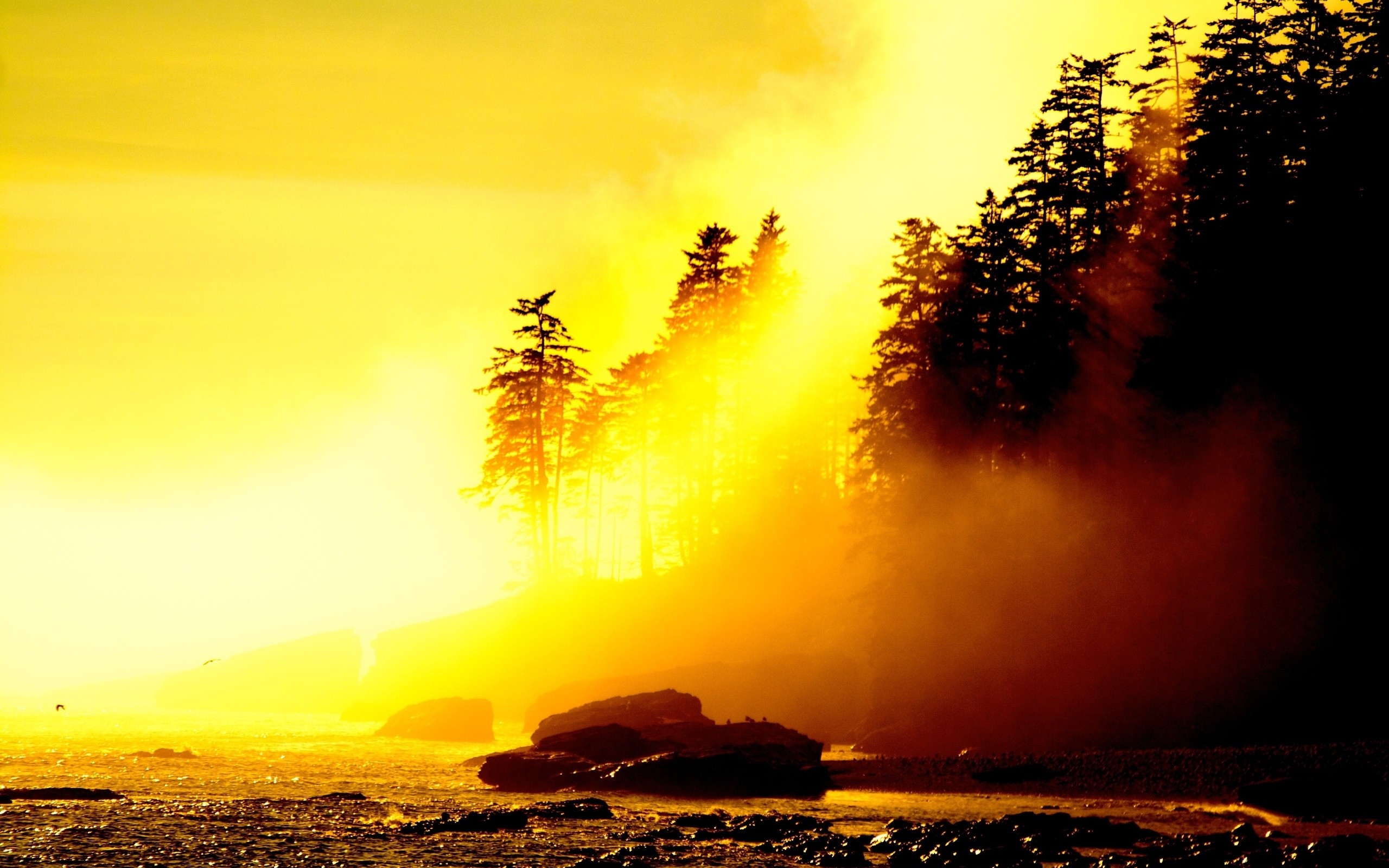 Sunset over coastal forest