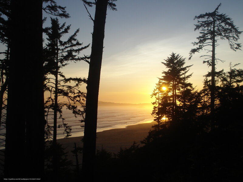 sunset over coastal forest