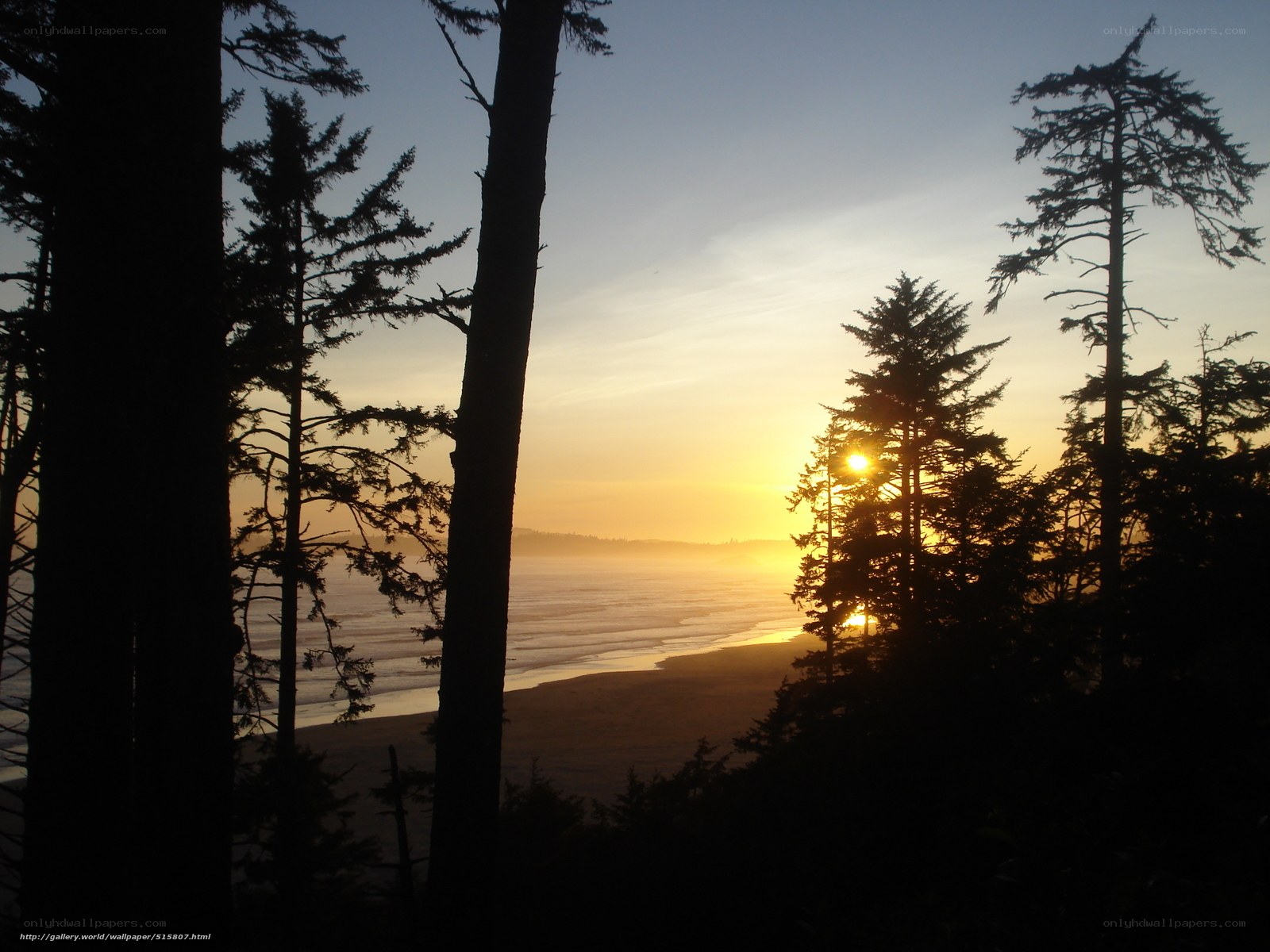 sunset over coastal forest