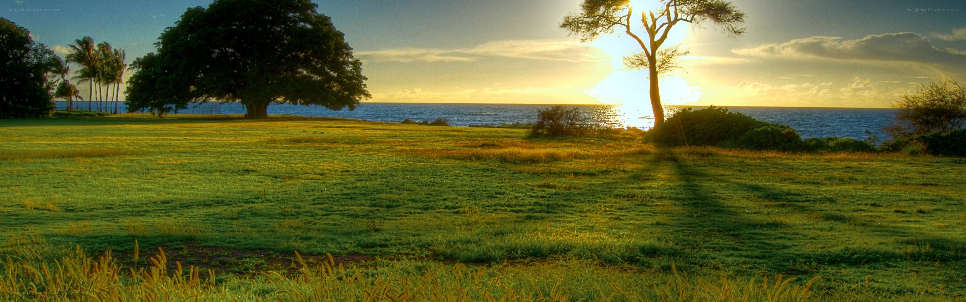 Sunset over coastal grassland