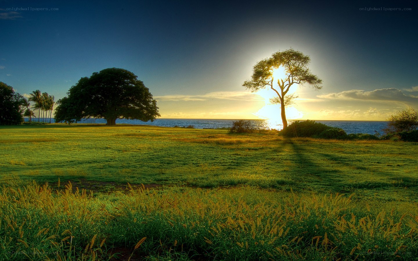 Sunset over coastal grassland