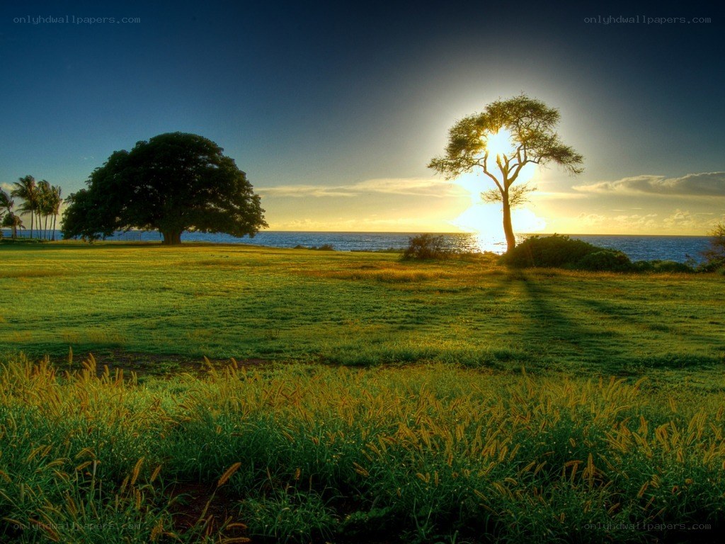 Sunset over coastal grassland
