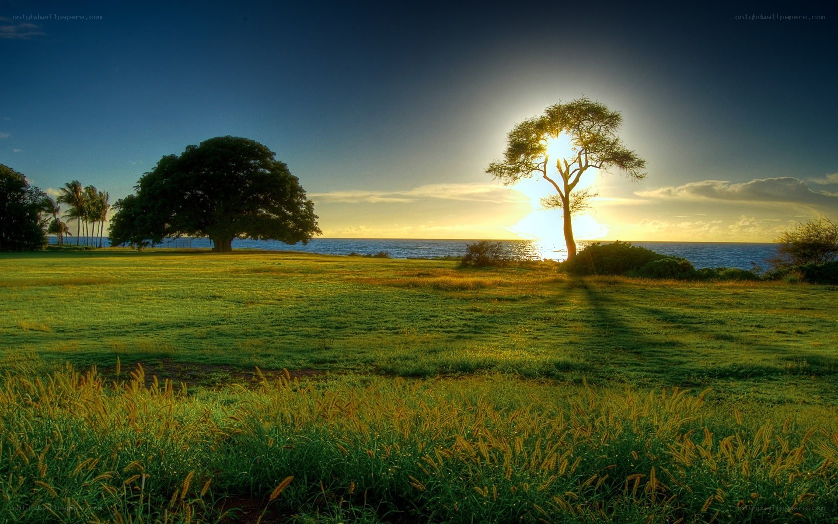 Sunset over coastal grassland