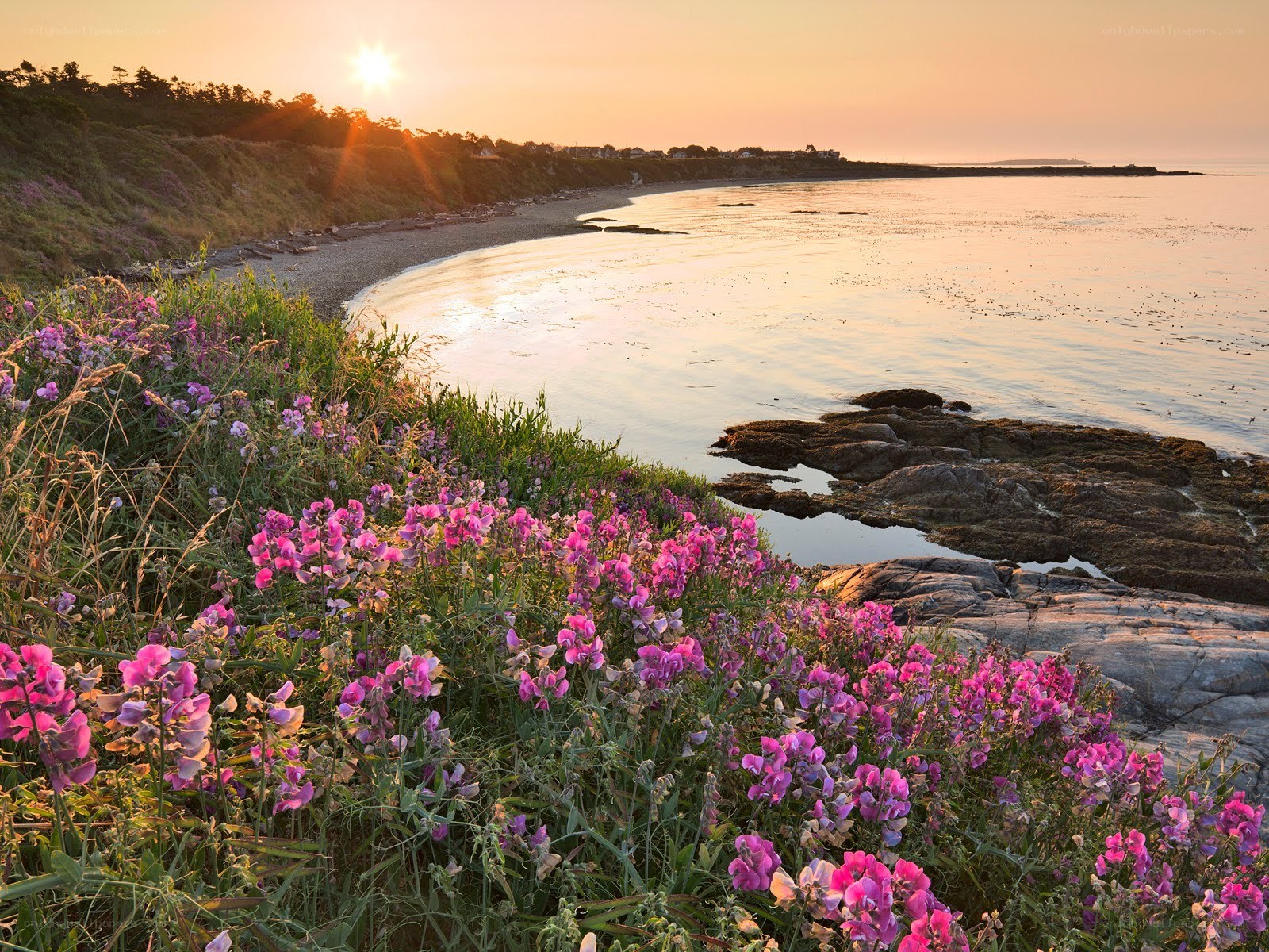 Sunset over coastal wildflowers